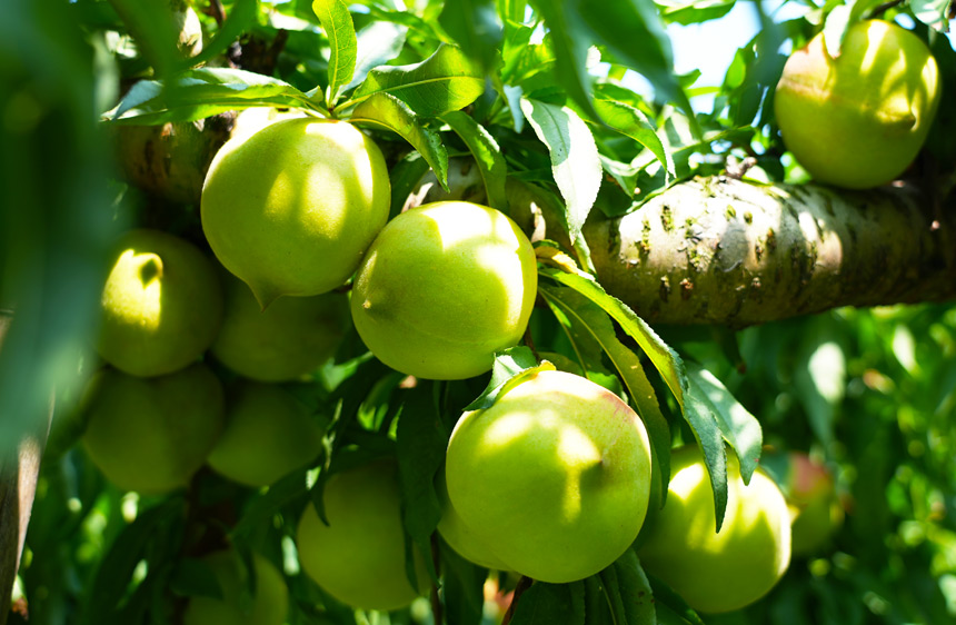 广西钟山：鹰嘴桃产销两旺富果农