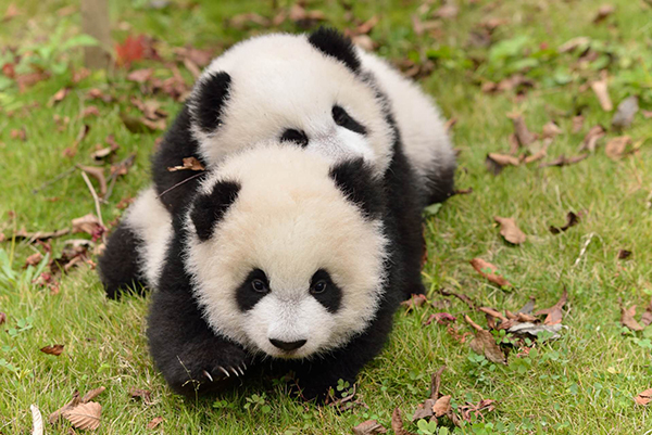 雅安舉辦文旅資源和全域影視拍攝基地推介會_fororder_雅安熊貓-供圖-雅安市委宣傳部