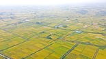 全力抓好秋粮生产 各地多举措保丰收_fororder_1