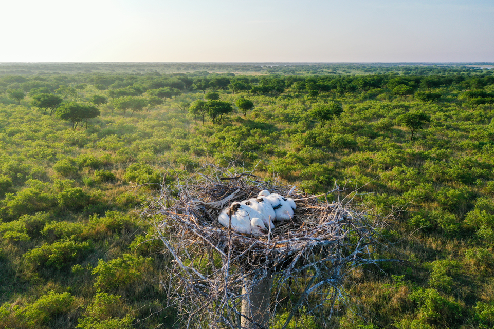 图片默认标题_fororder_保护区人工招引巢中的三只国家一级保护鸟类东方白鹳幼鸟