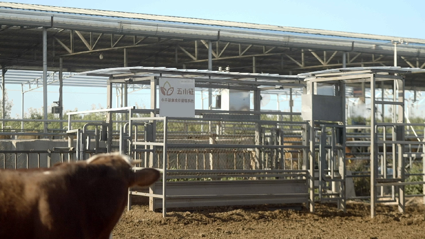 【2023企業社會責任】華為雲攜手五徵集團共建牛羊健康成長動態管理系統 解鎖數字化助農新方式_fororder_3