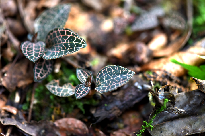 首个全国生态日 婺城发现浙江金线兰_fororder_1692087563695_64db350b1e6459000188c642