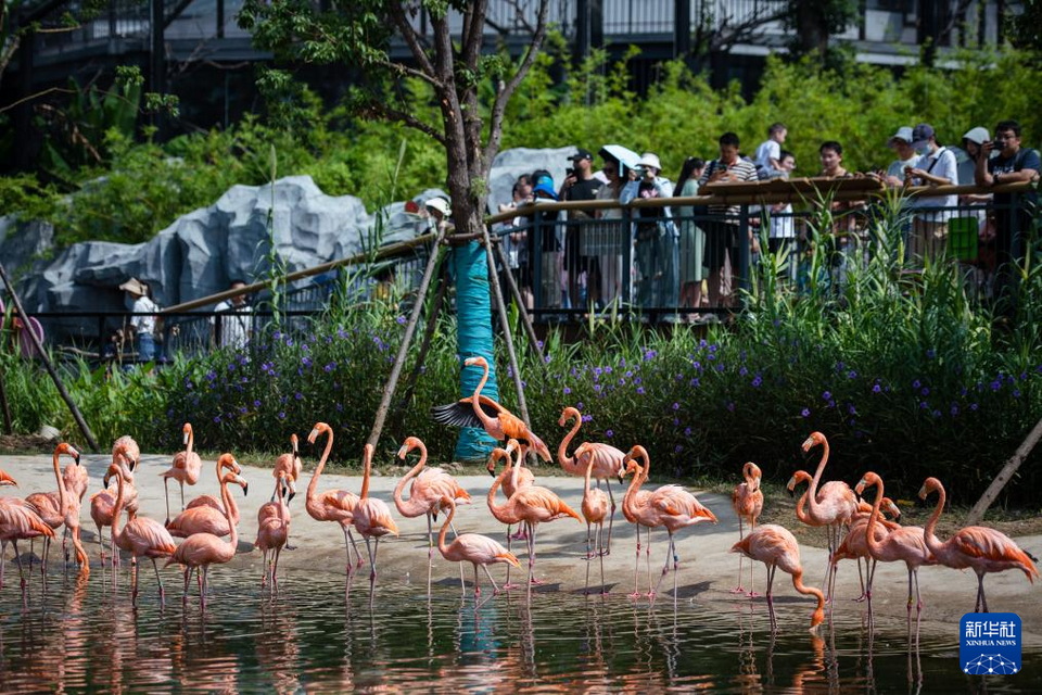 湖北武汉：看看动物们的新家园