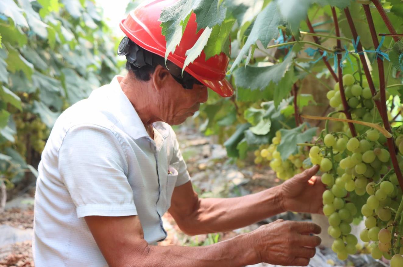 浙江舟山：岱西葡萄香满园 绘就共富新画卷_fororder_微信截图_20230817153610