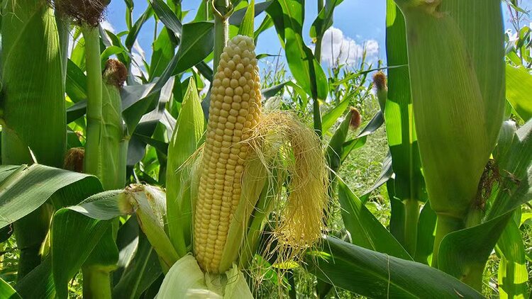 天水秦州：大豆玉米帶狀複合種植 助力農戶“一地雙收”_fororder_t2