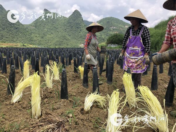 (社會)2019貴州兌現地理標誌獎勵名單出爐 39種産品可領獎