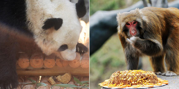 动物吃“月饼”过中秋
