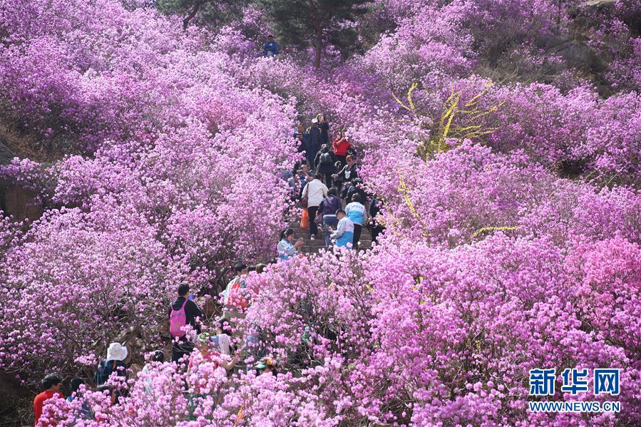 野生杜鵑花開青島