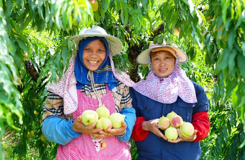 广西钟山：鹰嘴桃产销两旺富果农
