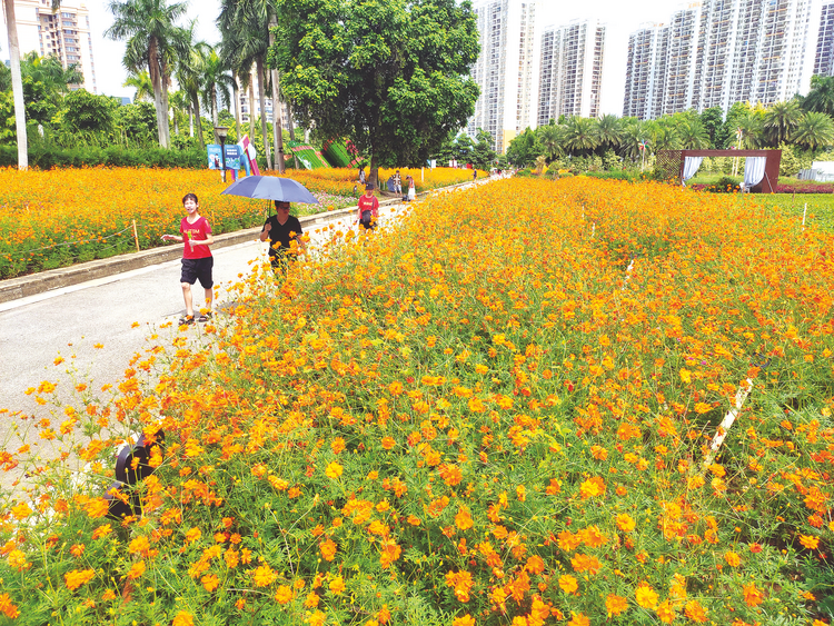 25万株硫华菊竞相绽放 邕城初秋花色美