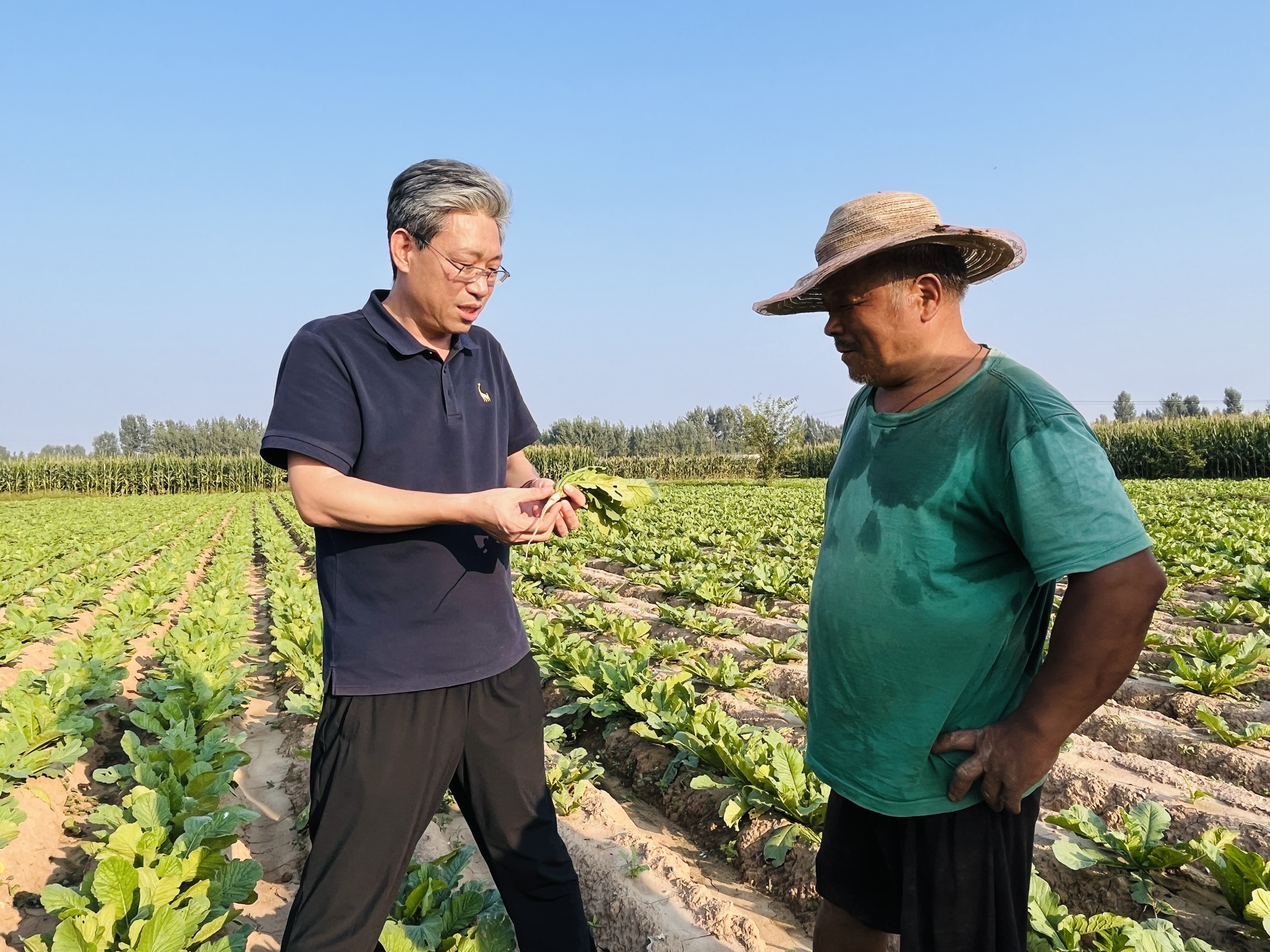 河北涞水：科技特派员为灾后农业生产“把脉开方”_fororder_图为在涞水县涞水镇南王庄村，农业科技特派员正在查看白萝卜生长情况。（李金璐 摄）.JPG