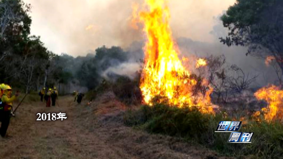 世界周刊丨夏威夷大火
