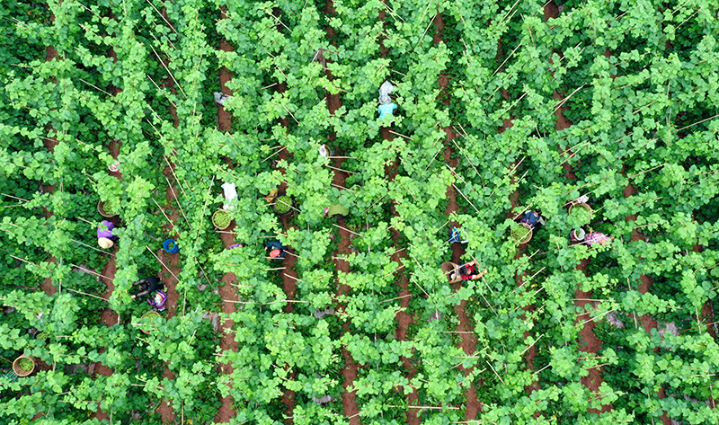 眉山仁寿：农旅融合 绘就乡村振兴“新画卷”_fororder_方家镇哨楼村一蔬菜基地内村民在采摘蔬菜-供图-仁寿县委宣传部