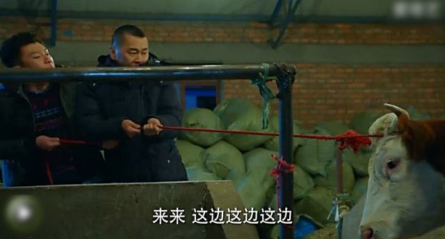 陈建斌马伊琍十年再聚首 新片醉舞偷牛笑料足