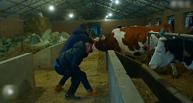 陈建斌马伊琍十年再聚首 新片醉舞偷牛笑料足