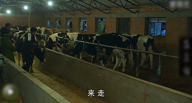 陈建斌马伊琍十年再聚首 新片醉舞偷牛笑料足