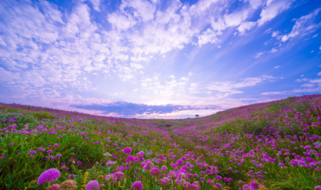 10萬畝雲上花海正在綻放！走進貴州版“秘密花園”，錯過等一年