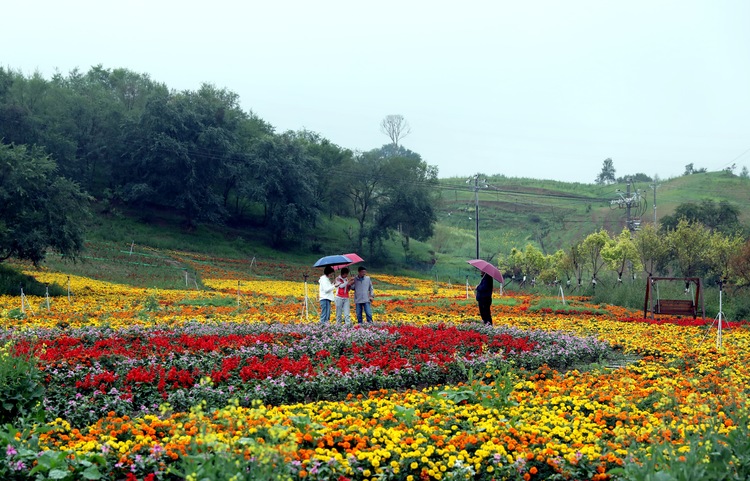圖片默認標題_fororder_花海中游人拍照  張丹攝