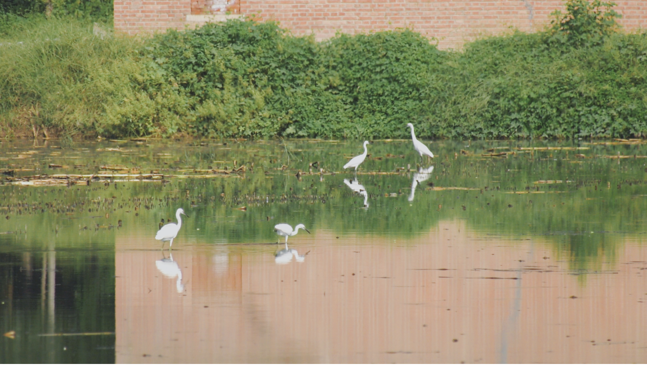 河北曲阳：白鹭翩跹生态美_fororder_图片9