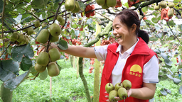 广西南丹：红心猕猴桃喜获丰收 结出乡村振兴“致富果”