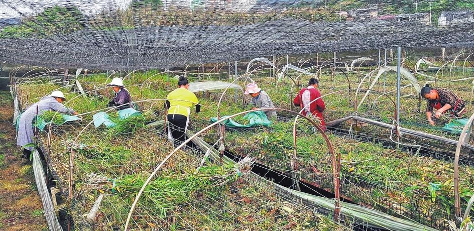 保山龍陵：壯大資源經濟增強産業後勁_fororder_ccb