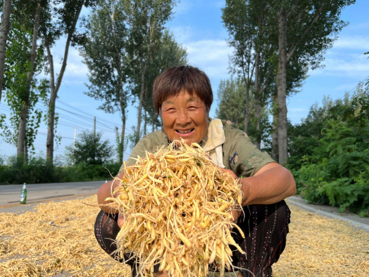 石家莊無極：太子參喜豐收 群眾致富有盼頭_fororder_圖片3