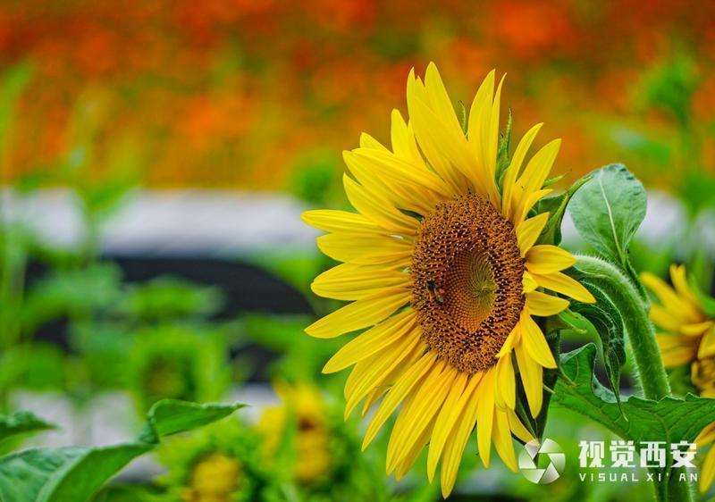 打卡兴庆宫公园花海