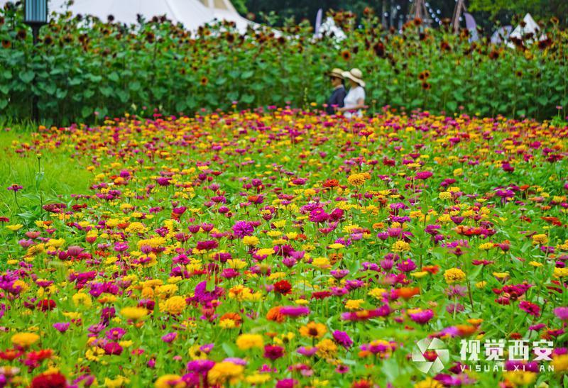 打卡兴庆宫公园花海