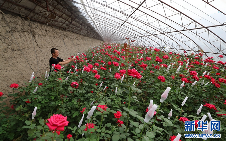 鄉味丨遼中玫瑰：“美麗經濟”綻放致富“花路”