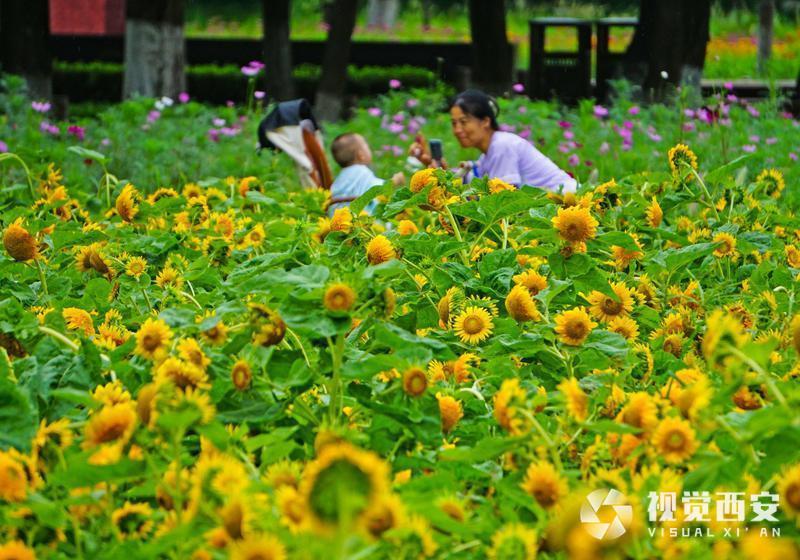 打卡兴庆宫公园花海
