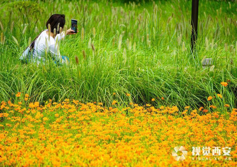 打卡兴庆宫公园花海