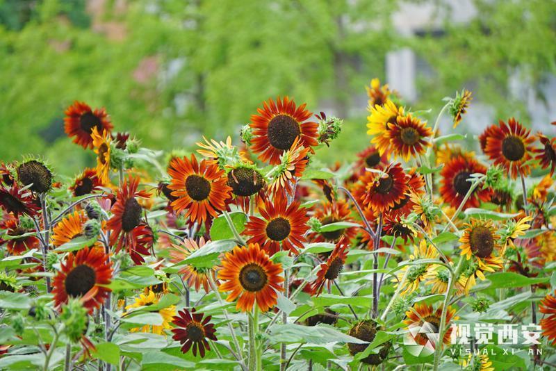 打卡兴庆宫公园花海