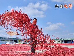 【央视快评】让农民腰包越来越鼓、生活越来越美好——庆祝第六个“中国农民丰收节”