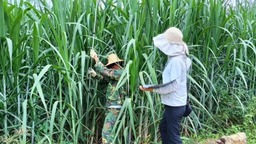 临沧永德：甘蔗产业蹚出“新路子” 蔗农过上“甜日子”