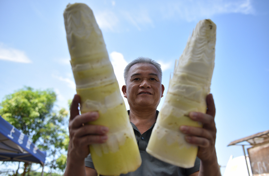 廣西上思：小小竹筍拓寬村民致富路