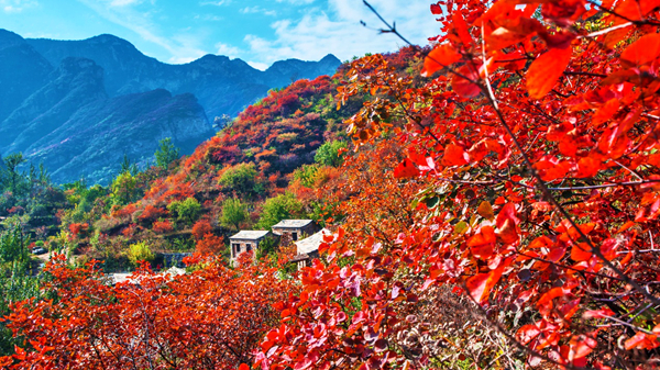 图片默认标题_fororder_1