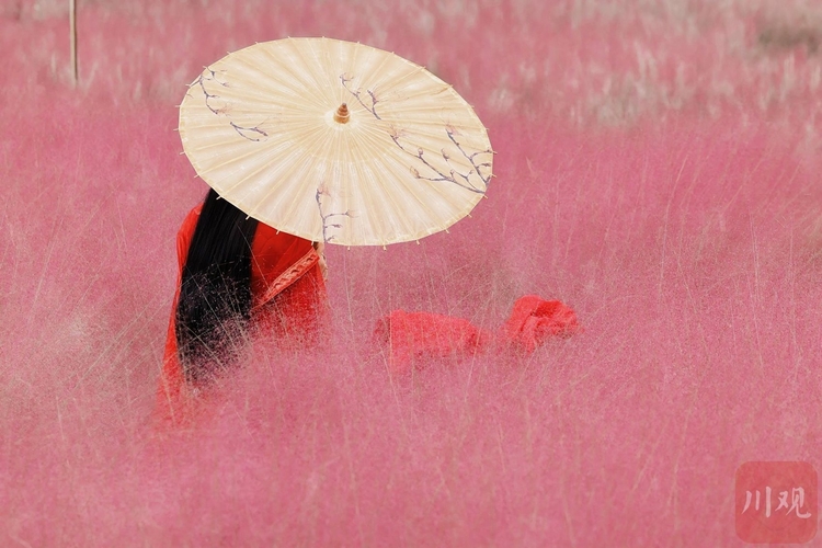 （轉載）成都崇州：嫋嫋秋風起，粉黛令人醉