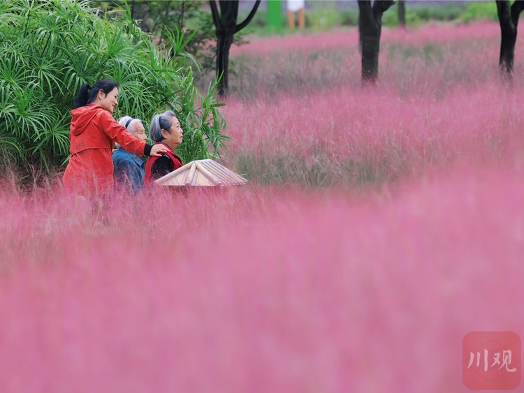 （轉載）成都崇州：嫋嫋秋風起，粉黛令人醉