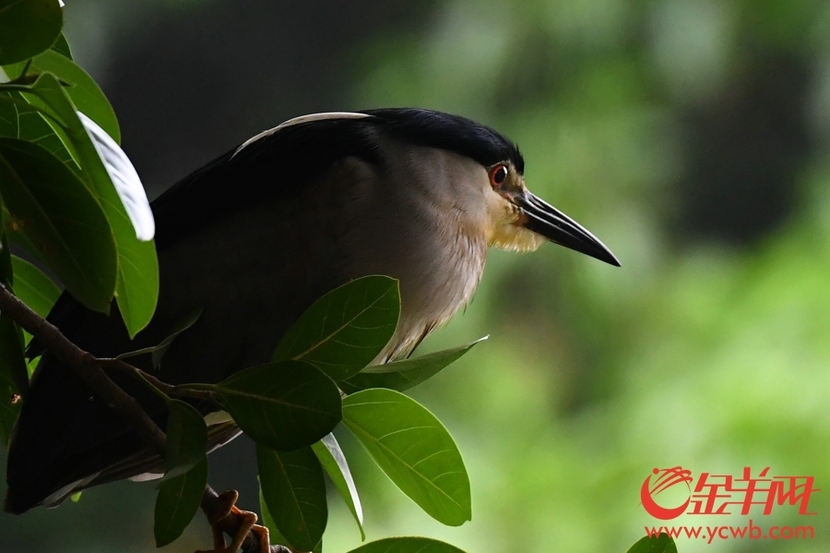 “抓魚秀”廣州這裡每天上演 “抓魚秀”廣州這裡每天上演