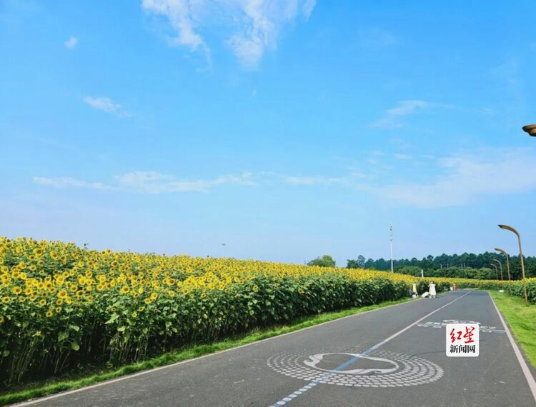 （转载）解锁成都人的初秋浪漫 打卡宝藏向日葵花田