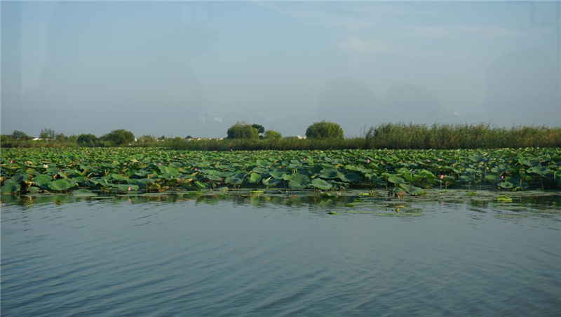 淮阳湿地公园图片