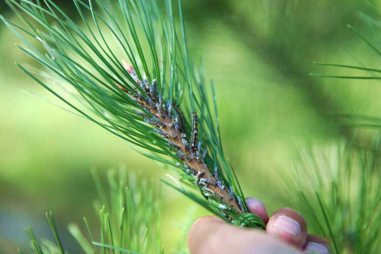 河北承德县：“飞防”作业 助力病虫害防治_fororder_图三为：在承德县孟家院乡一处油松林，有害生物防治检疫站工作人员开展油松毛虫虫口密度调查。