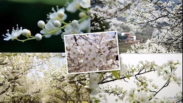 佳节清明桃李笑 踏青赏花揽春色