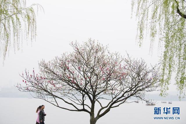 佳节清明桃李笑 踏青赏花揽春色