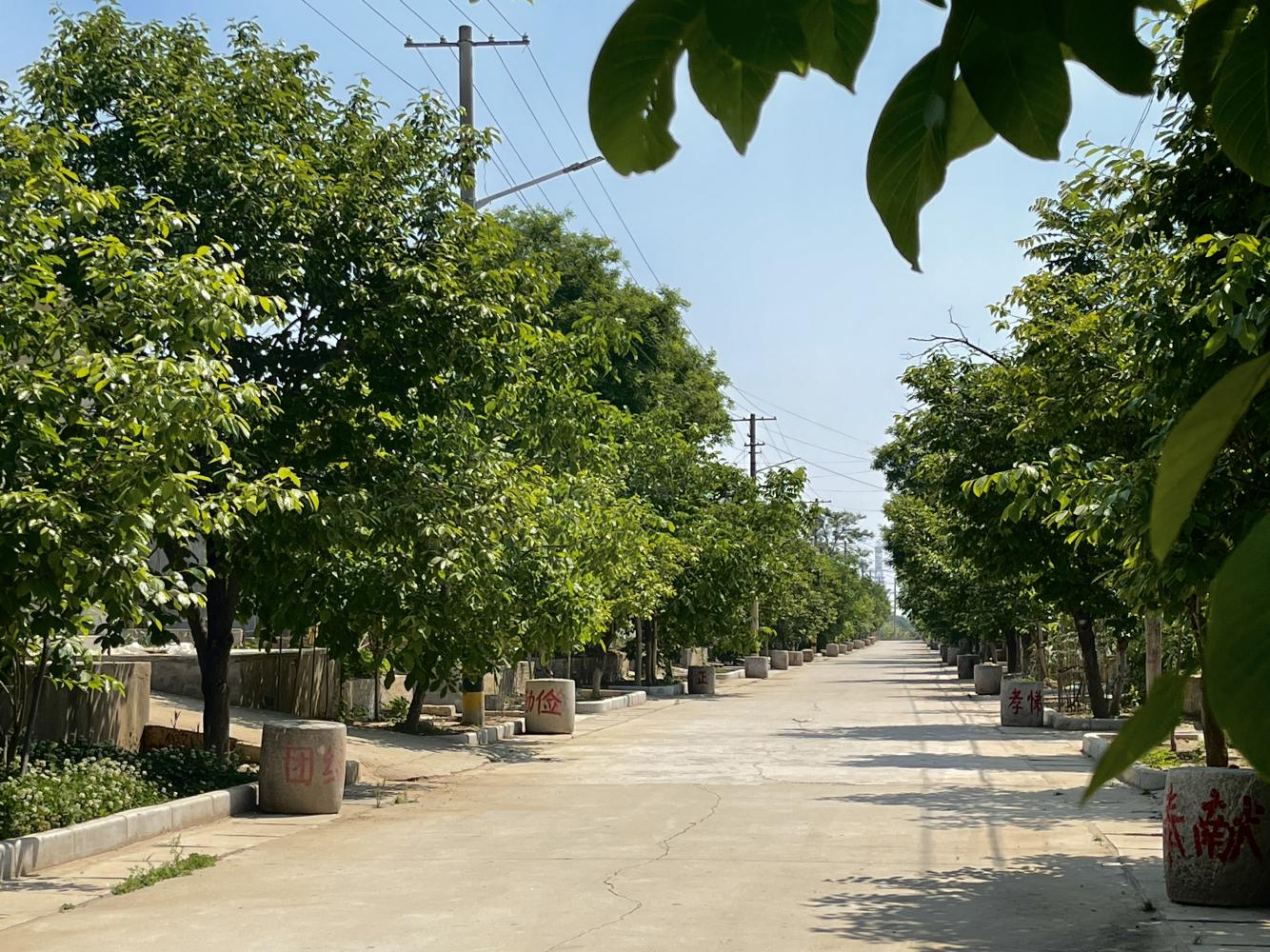 渭南市临渭区庙王村：“农”墨重彩绘就宜居宜业和美乡村新画卷_fororder_图片3