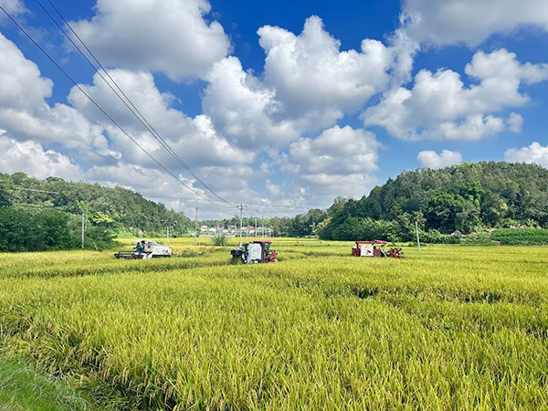 简阳：“红橙黄绿”共绘丰收场景的美好画卷_fororder_简阳青龙镇新堰村稻谷“丰景--”---供图-简阳市融媒体中心（2）