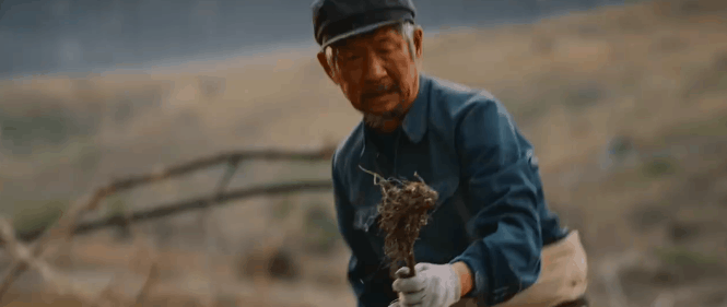 《父辈的荣耀》央一开播！见证三代林业人的传承与守望