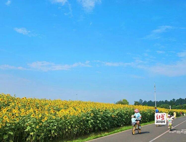 （转载）解锁成都人的初秋浪漫 打卡宝藏向日葵花田