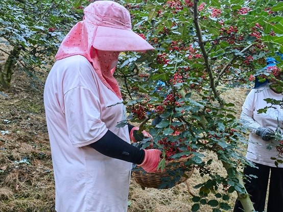 【原創】天水麥積區元龍鎮：花椒豐收購銷旺 濃郁椒香引客來_fororder_圖片1