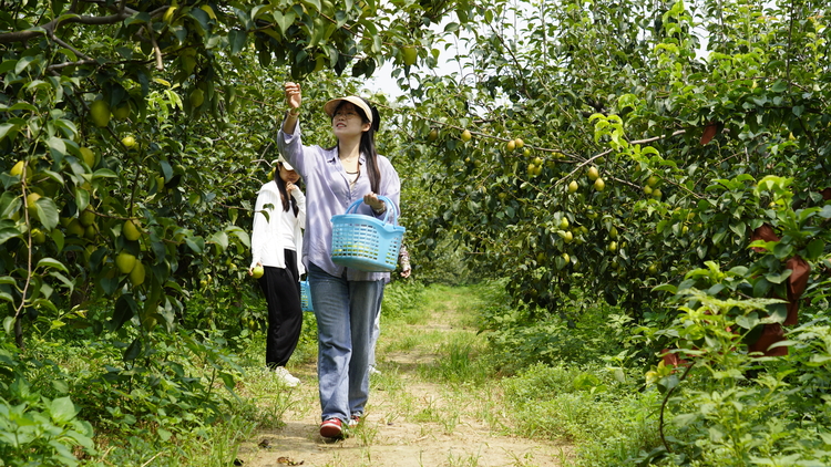 河北：加快灾后恢复重建_fororder_1